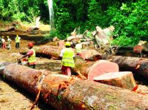 2,5 millions de m3 de bois légal sont mis chaque année sur le marché.