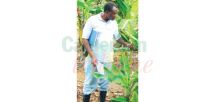 Sud: Les producteurs sous la menace