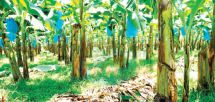 Regenerative Agriculture: Bananas Account For 73% Of Cameroon’s Exports