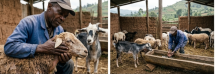 It is time to protect the livelihoods of goat and sheep farmers and the health of Cameroon.