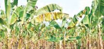 Maladie du bananier-plantain: Péril sur la filière