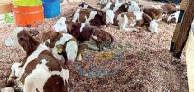 Agricultural Development: Obstacles Stall Multi-Billion Strides