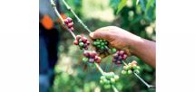 Production: Plus d'investissements attendus