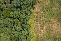 The 2030 Countdown : Rainforest Alliance, Partners Reshape Congo Basin Land Use