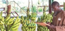 Banana Exportation: Over 34 Per cent Spike Recorded