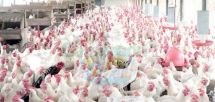 Transformation des produits avicoles : la poule aux œufs d’or