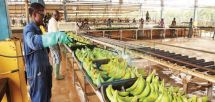 Banane dessert : les exportations en baisse