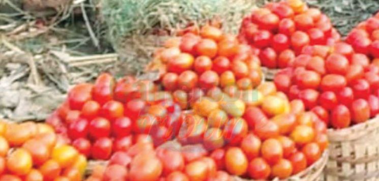 Douala : Fluctuating Tomato Prices