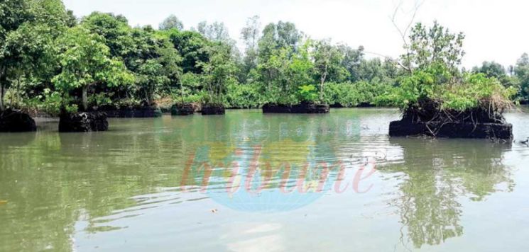 Mangroves : péril sur l’écosystème