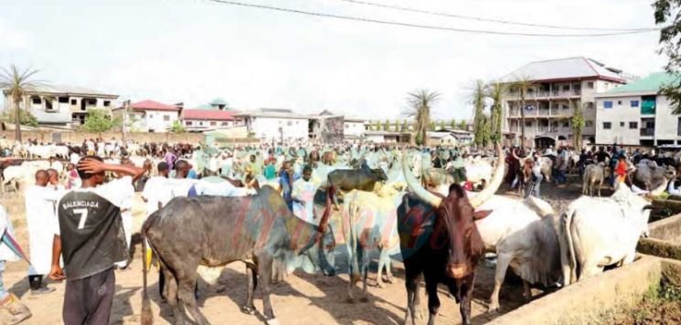 Viande bovine : en quantité et en qualité Viande bovine : en quantité et en qualité