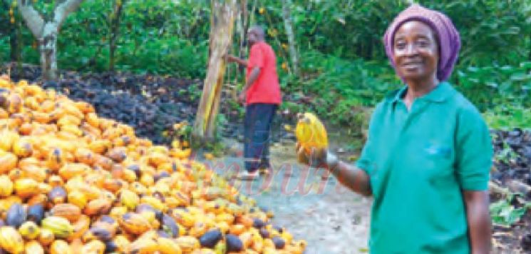 Bridging Cocoa Producer-Broker Gap: Fruits of Joint Efforts
