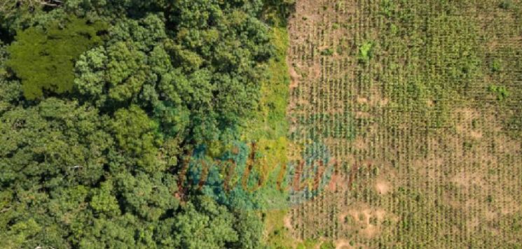 The 2030 Countdown:  Rainforest Alliance, Partners Reshape Congo Basin Land Use