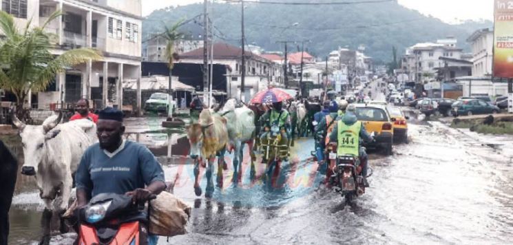 Tour cycliste international du Cameroun Championnats d’Afrique de sambo: Contretemps pour le contre-la-montre