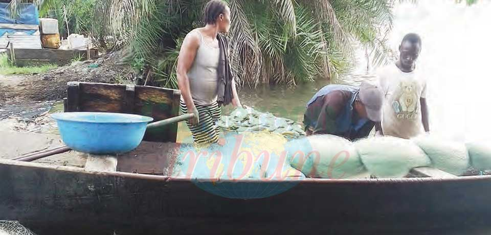 Parc national de Douala-Edéa : chasse aux pêcheurs illicites