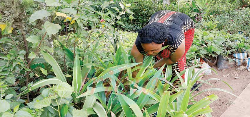 Floriculture : des affaires bien fleuries