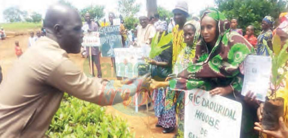 Meinganga : 5000 plants d’anacarde distribués