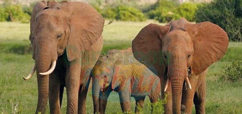 Parc de la Lobéké: une richesse faunique au cœur de l'Est Parc de la Lobéké: une richesse faunique au cœur de l'Est
