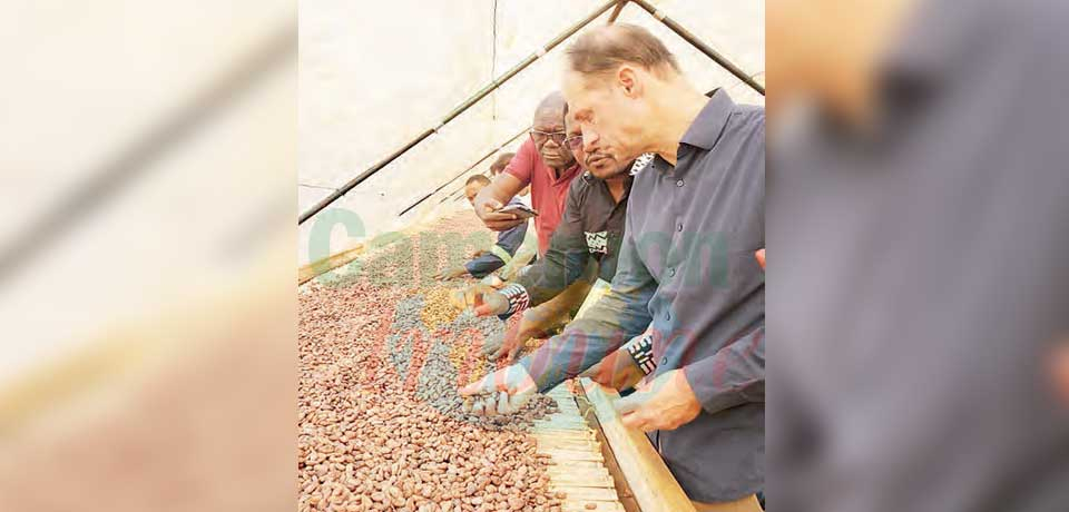 Cacao : on évalue les centres d’excellence