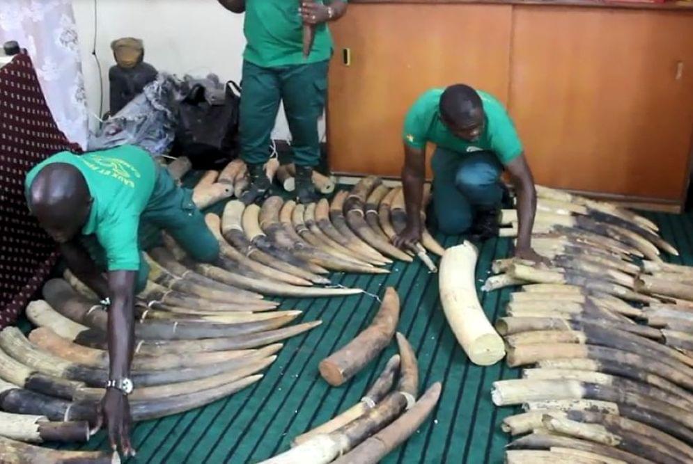 The illegal trade in ivory is undertaken by organised criminal gangs in connivance with highly placed officials.