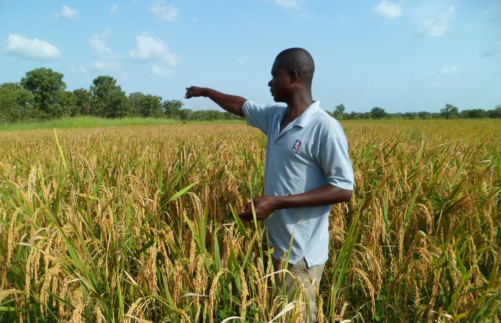 Développement de l’agriculture: les jeunes, une pièce maîtresse