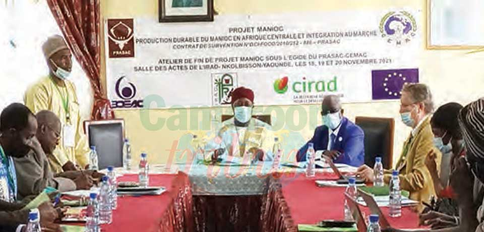 Filière manioc en Afrique centrale : 56 millions de personnes impactées Filière manioc en Afrique centrale : 56 millions de personnes impactées