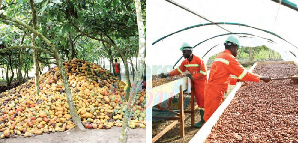 Filière cacao: Une saison pleine d’espoirs