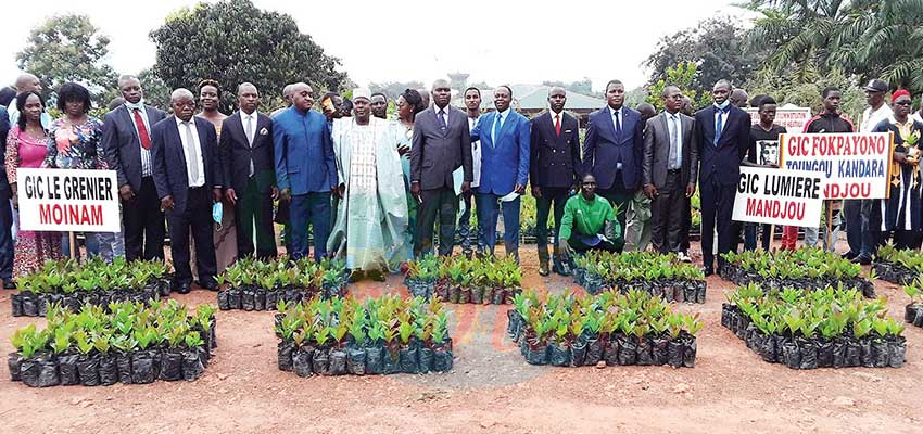 Productions d’anacardier : 300 mille plants distribués à l’Est