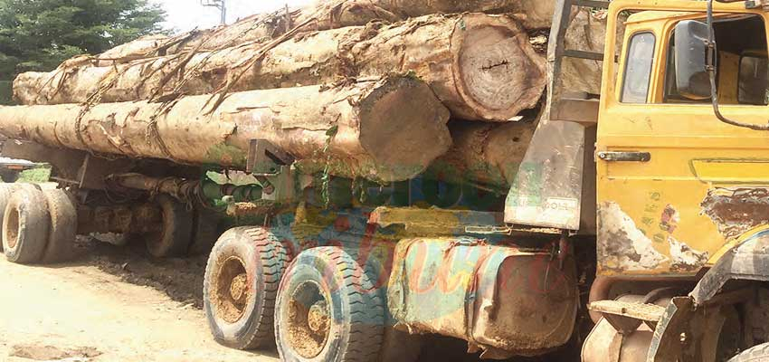Sanaga-Maritime : inquiétant pillage des forêts