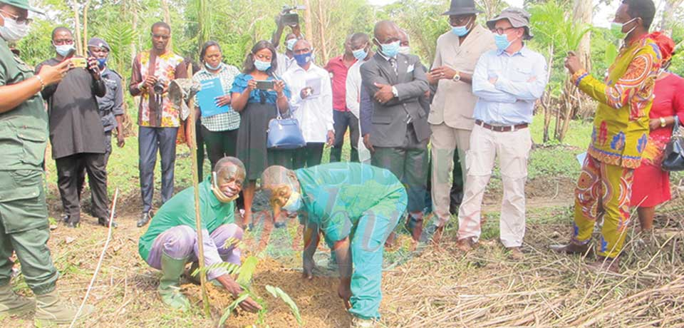 Reforestation : la Lekié veut planter 100 000 arbres