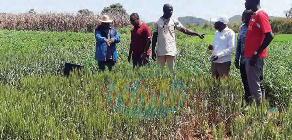 Culture de blé : des champs semenciers disponibles