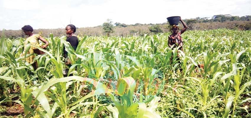 Campagne agricole en zone méridionale  : les semences de maïs et de manioc disponibles