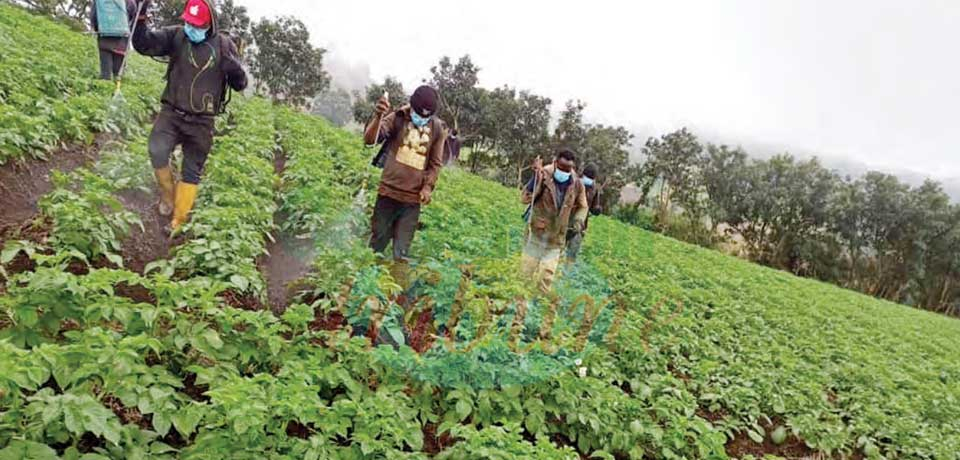 Potato Farming In NW : Production On Upward Curve Again