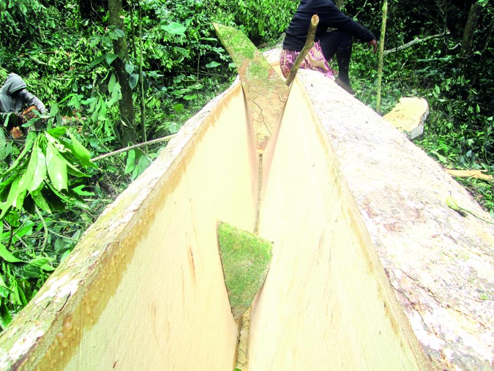 Ngwei et Pouma : l’illégalité forestière a « l’écorce dure »