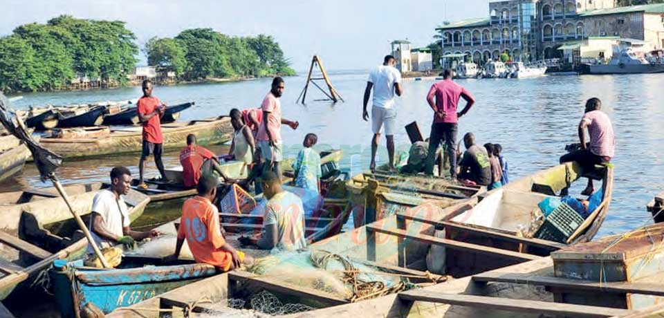 Pêche illicite : Kribi en eaux troubles