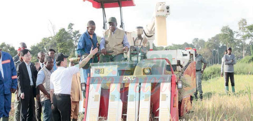 L'expertise Sud-coréenne peut renforcer la production de riz au Cameroun.