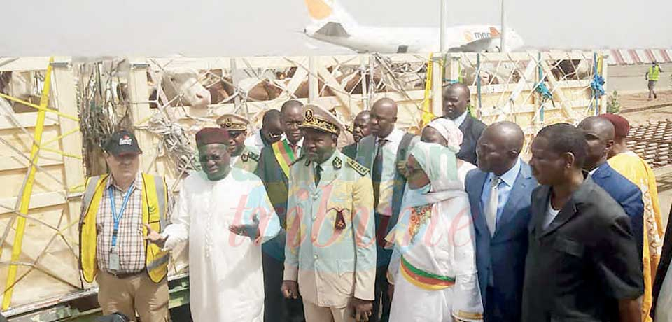 Augmentation de la production laitière : 165 vaches réceptionnées à Garoua