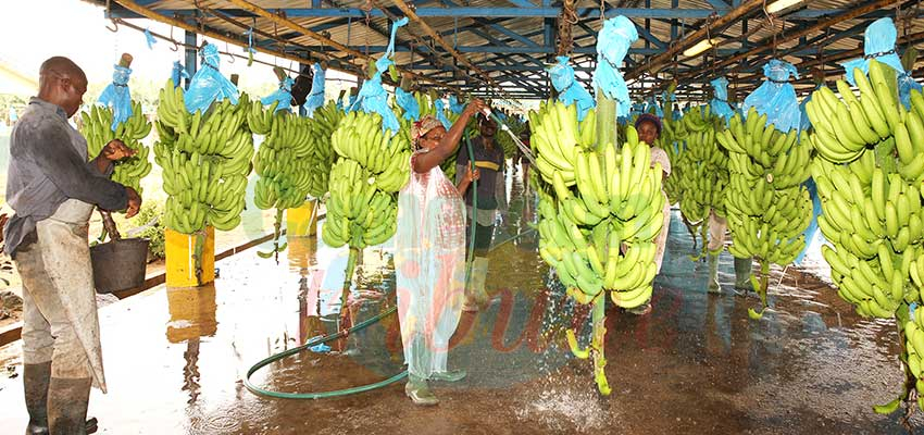 Coopération Cameroun-Union européenne : des relations commerciales au beau fixe