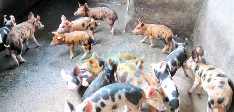 Filière porcine : mobilisation pour la relance