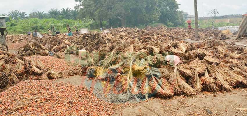 - La Rspo, l’espoir d’une production certifiée de l’huile de palme. - La Rspo, l’espoir d’une production certifiée de l’huile de palme.