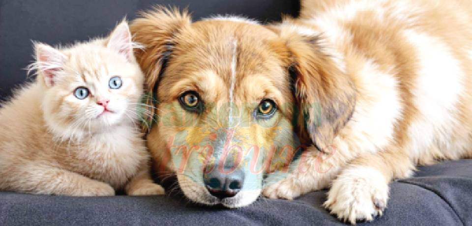 Ménages: Nos animaux et nous