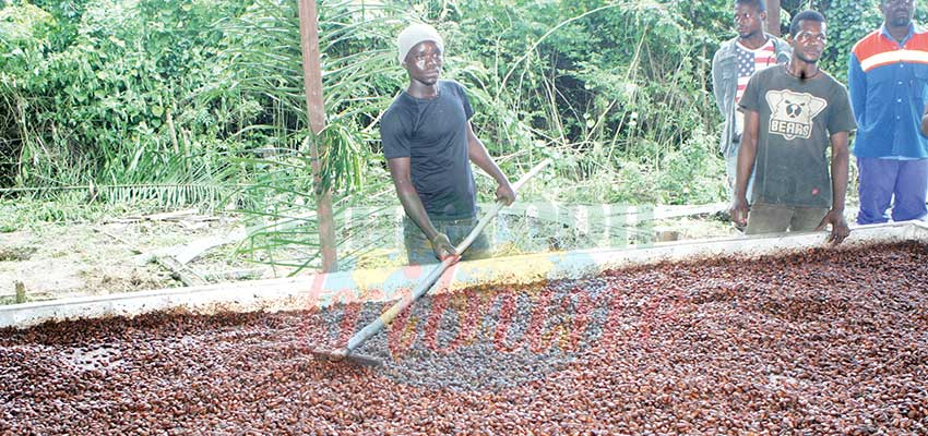 Traçabilité du cacao :   un portail numérique ouvert