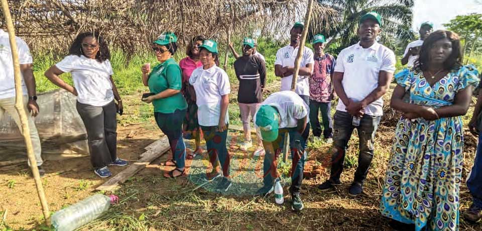 Cacaoculture : des techniques innovantes présentées
