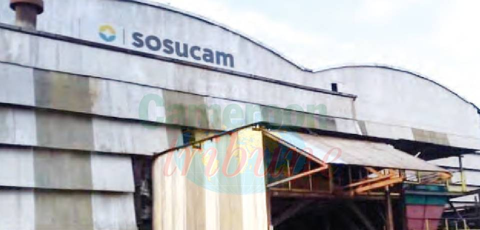 Sosucam: La reprise en stand-by