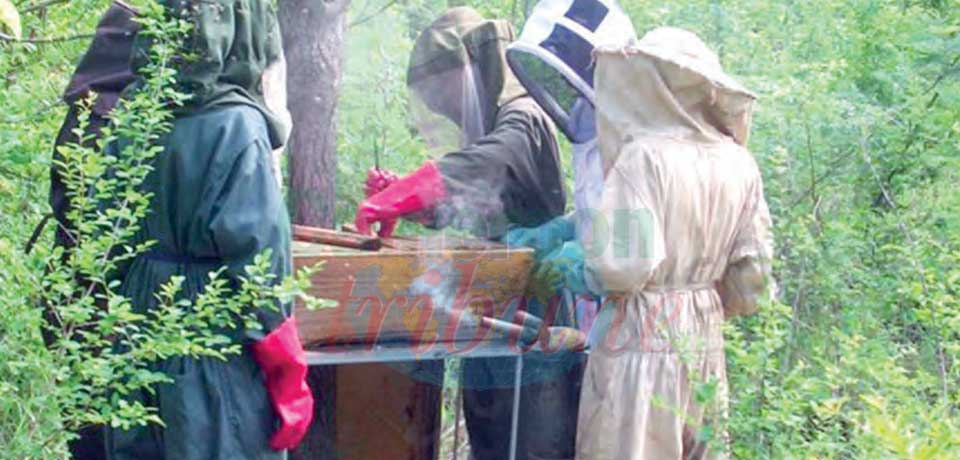 Foumban : on forme en apiculture