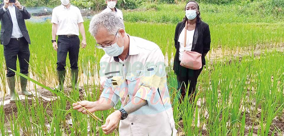 La promotion humaine au cœur des préoccupations de la Coopération Cameroun-Japon.