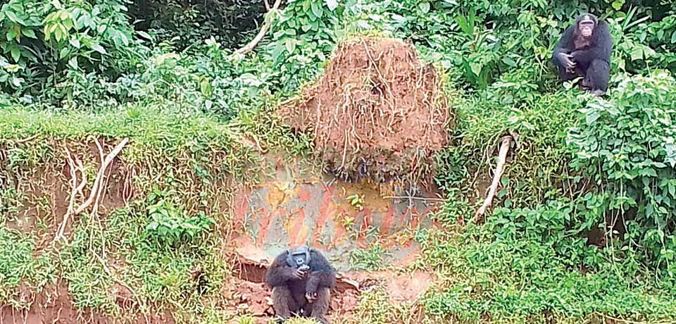 Le Parc national de Douala-Edéa est un trésor de biodiversité.