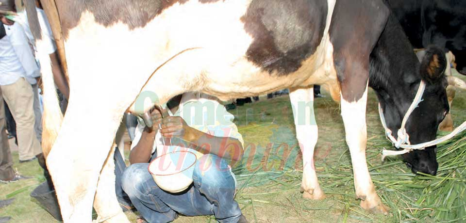 Secteur agropastoral : une faible teneur en lait