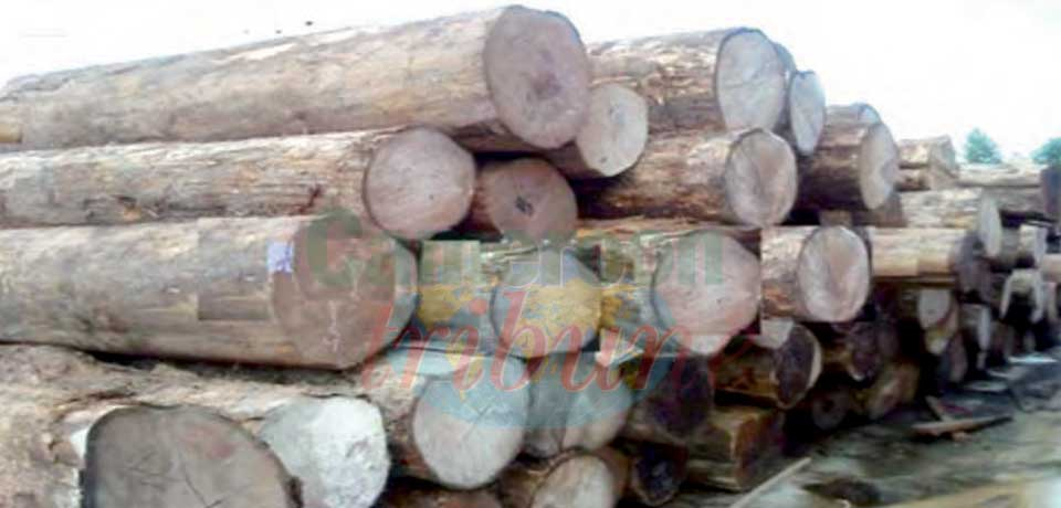 Bois en grumes : 77 essences interdites d’exportation Bois en grumes : 77 essences interdites d’exportation
