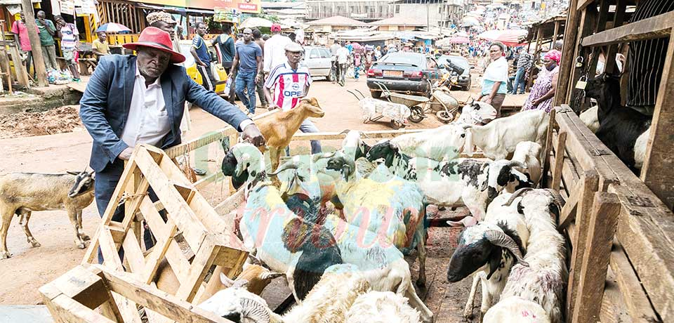 Marché du mouton : c’est encore timide