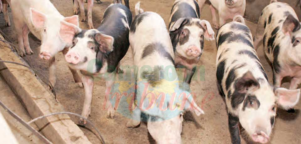 Relance de la filière porcine : on cherche des fermes multiplicatrices